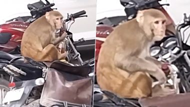 Monkey Steals Liquor From Bike Near Kanpur Police Station, Tries to Drink Whiskey; Viral Video Surfaces